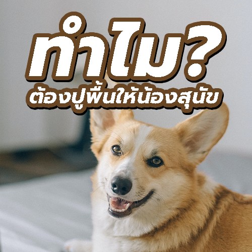 ทำไมต้อง ปูพื้นให้น้องสุนัข the best-getfloormat 1 ปูพื้นน้องสุนัข พื้นยางกันลื่นฟิตเนส,พื้นยาง,เเผ่นยางปูพื้น,เเผ่นยางกันลื่น,ยางปูพื้น,เเผ่นยางกันกระเเทก,ยางร้องพื้น,ยางกันลื่น,ยาง,ซื้อยาง ยางปูพื้นน้องสุนัข